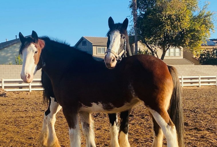 2 clydesdale horses.jpg