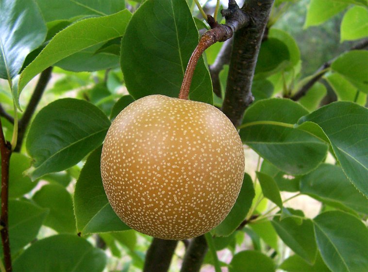 Nashi_pear.jpg