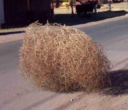 tumbleweed.jpg